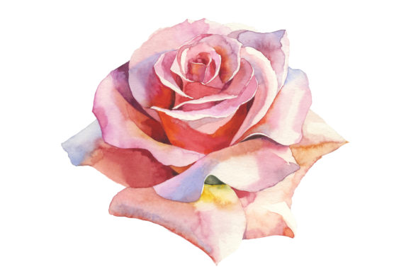 Download Pink Roses Realistic Watercolor Set - Set Collection
